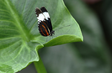 butterflies sitting on flowers and plants
