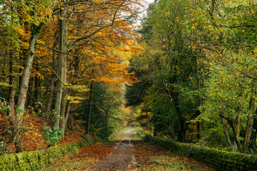 Autumnal footpath to Wyming Brook reserve