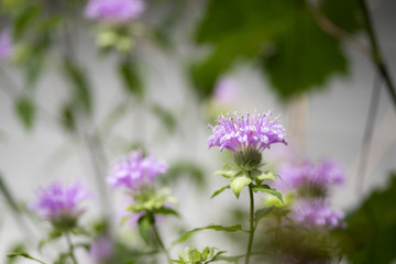 紫のタイマツバナの花