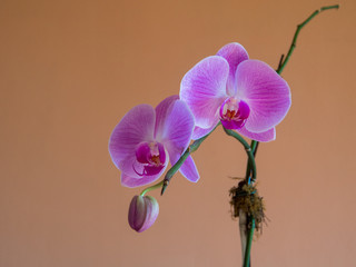 Pink orchid flowering branch with bud in front of terracotta background