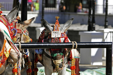 burro taxi en spain