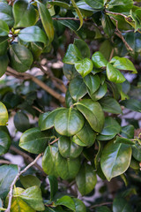 Leaves close up of camellia japonica alba plant