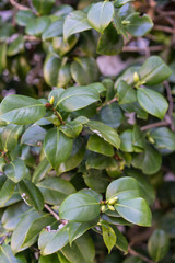 Leaves close up of camellia japonica alba plant