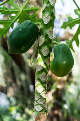 papaya tree with fruit, carica papaya caricaceae from mexico