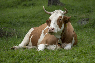 Fototapeta na wymiar braun-weiss gecheckte Kuh mit Hörnern