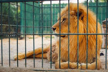 A lion lies in the cage. The majestic king of beasts.