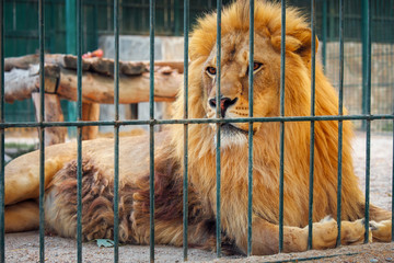 Un lion se trouve dans la cage. Le majestueux roi des bêtes.