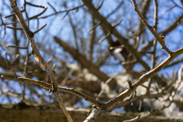 tree in winter with no leaves, ginkgo biloba ginkgoaceae from china