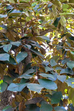 star apple plant tree, chrysophyllum cainito sopataceae