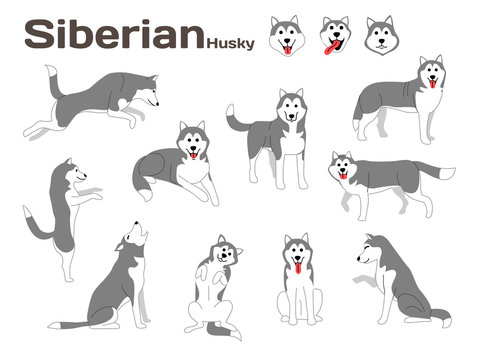 siberian husky,dog in action,happy dog