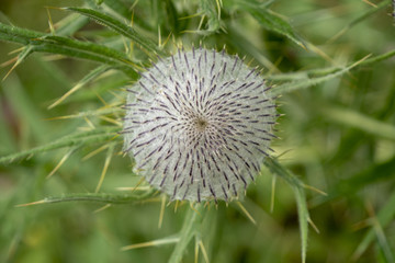 Distel-Blüte