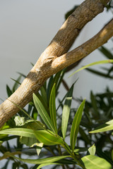 tropical leaves and branch of eriobotrya japonica mespel plant