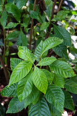 Fototapeta na wymiar vibrant green leaves of breaking root, wild coffee, psychotria nervosa rubiaceae