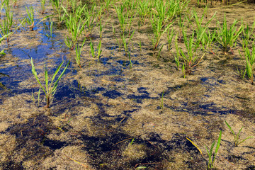 Surface of the pond overgrown with duckweed