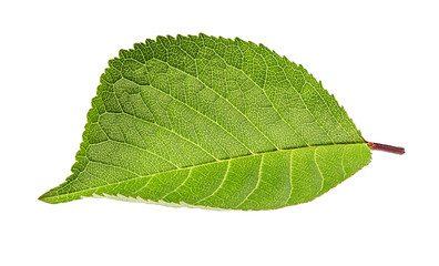 Fototapeta na wymiar Cherry leaf isolated on white background Clipping Path