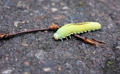 well-fed caterpillar