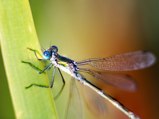 Dragonfly on the blade of grass