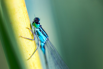 Dragonfly on the blade of grass