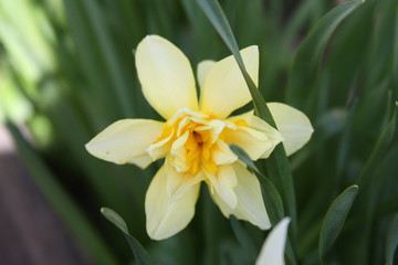 Narcissus