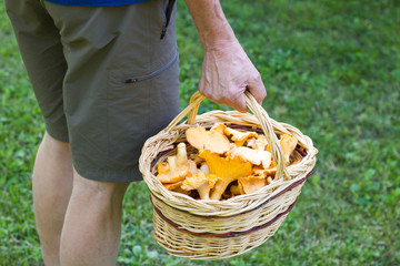 hand of man back holding a basket of chanterelle mushrooms