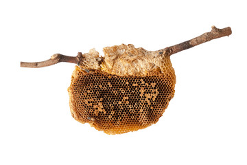 honeycomb isolated on white background with clipping path