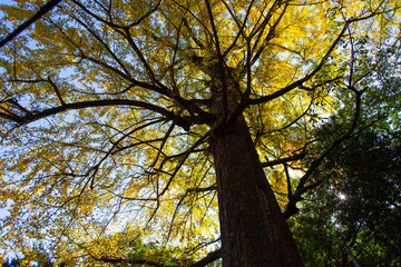 Obraz premium 紅葉 大イチョウ36