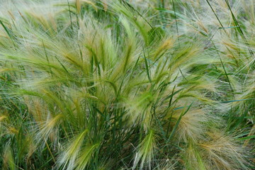 lush feather grass in field close up