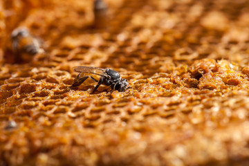 Honey bee on honeycomb