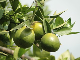 Oranges on a tree in garden
