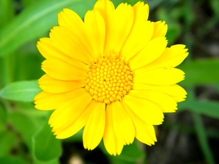 calendula