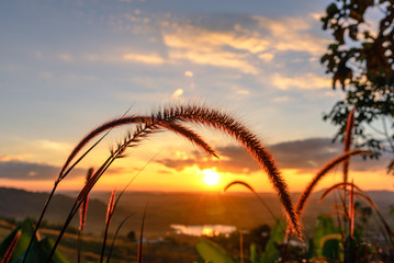Fototapeta na wymiar Close-up grass flower with sunset on background