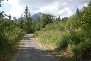 Fototapeta na wymiar Track in the area of Lake Strbske Pleso in summer, Slovakia.