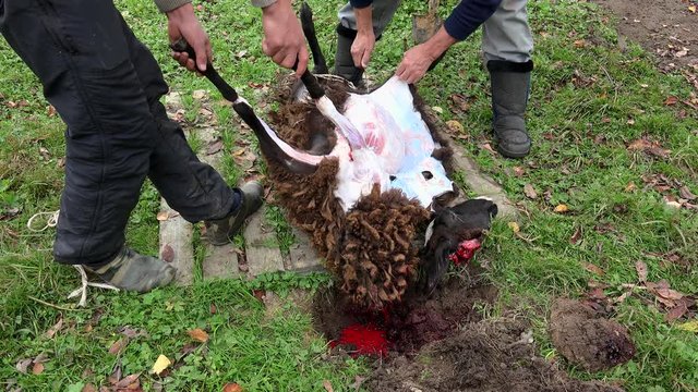 Cutting lamb on the farm
