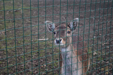 Reh hinter einem Zaun