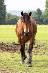 Fototapeta premium Cheval de selle français de face