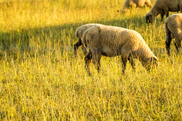 sheeps on a pasture in summer