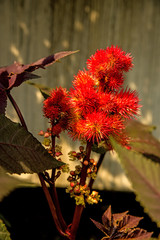 Castor-oil plant with flower