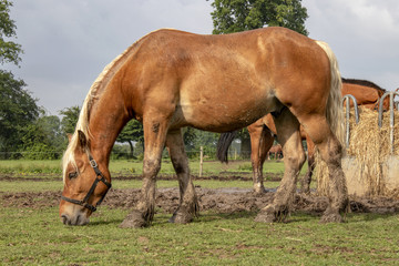 Fototapeta premium Cheval de race comtoise en pied