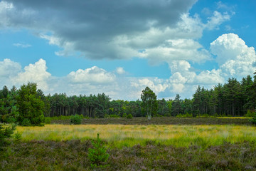 Large green forest in the Netherlands and Belgium, Kempen pine forest and fields full of flowering heather, place for walking and cycling