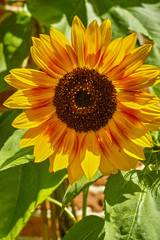 Obraz premium Blossom of sunflowers in summer sunny day