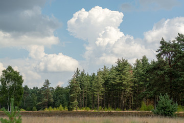 Obraz premium Large green forest in the Netherlands and Belgium, Kempen pine forest and fields full of flowering heather, place for walking and cycling
