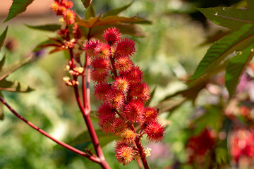 Ricinus communis or castor bean poisoning and medical plant, source of castor oil