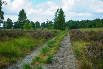 Large green forest in the Netherlands and Belgium, Kempen pine forest and fields full of flowering heather, place for walking and cycling
