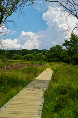 Large green forest in the Netherlands and Belgium, Kempen pine forest and fields full of flowering heather, place for walking and cycling