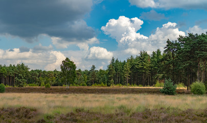 Large green forest in the Netherlands and Belgium, Kempen pine forest and fields full of flowering heather, place for walking and cycling