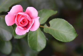 Blühende Rose vor dunklem Hintergrund