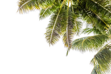 Fototapeta na wymiar coin de palmes et cimes de cocotiers sur fond blanc 