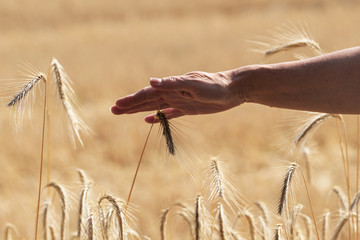 Fototapeta na wymiar Die Hand einer Frau streicht über die Getreideähren