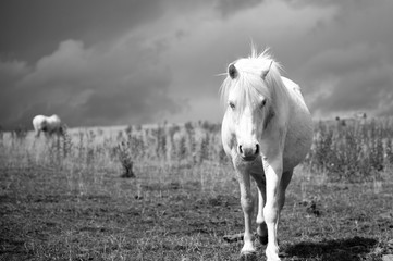 Horse portrait in black and white