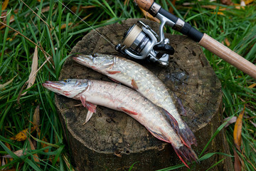 Freshwater pike fish lies on a wooden hemp and fishing rod with reel..